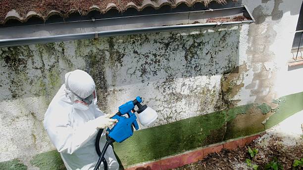 Trusted Basement Mold Remediation service in Pittsboro, NC - Cheap Mold Removal